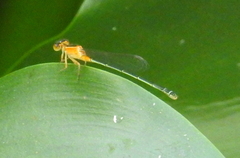 Ischnura senegalensis