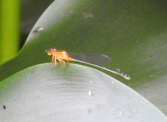 Ischnura senegalensis