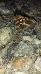 Apatura iris