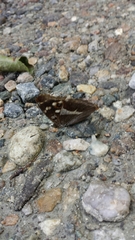Apatura iris
