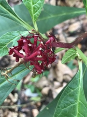 Phytolacca japonica