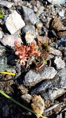 Sedum villosum