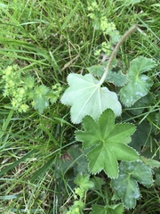Alchemilla micans