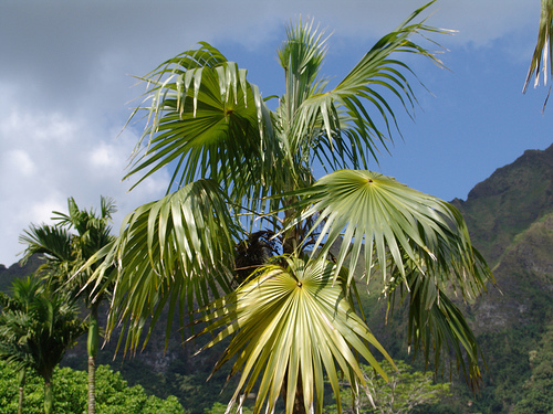 Thrinax