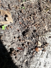 Andricus grossulariae