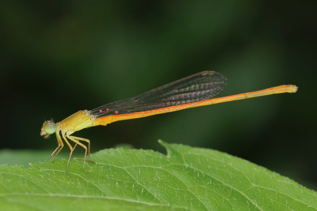Orange Marsh Dart