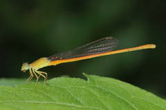 Ceriagrion rubiae
