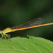 Ceriagrion rubiae - Photo (c) harshithjv, μερικά δικαιώματα διατηρούνται (CC BY-NC), uploaded by harshithjv