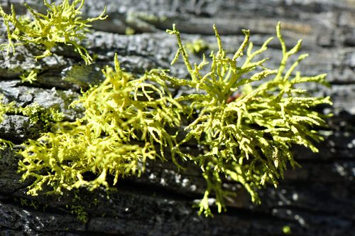 iNaturalist observation photo of wolf lichen