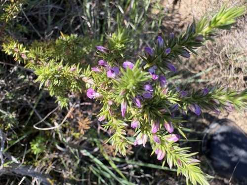 Restharrow Purplegorse (Muraltia ononidifolia)