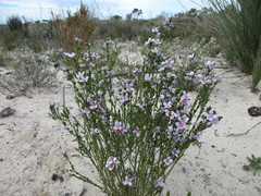Cyanothamnus coerulescens