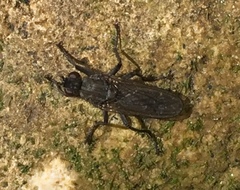 Ceratinostoma ostiorum