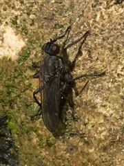 Ceratinostoma ostiorum