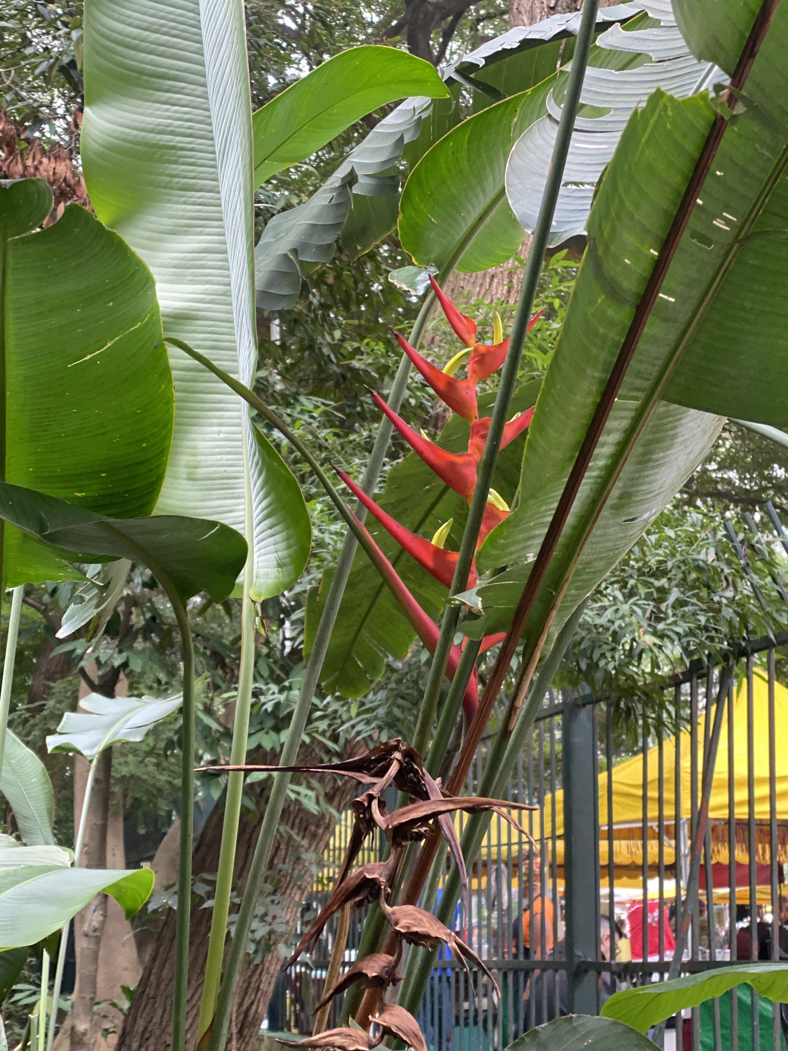 Imagem de Bananeira-de-jardim
