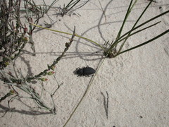 Amycterus anthracoides