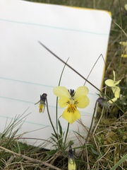 Viola lutea