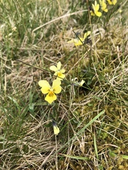 Viola lutea