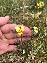 Viola lutea