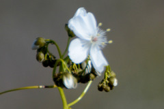 Drosera pallida