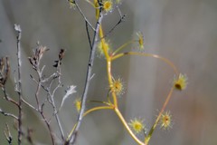 Drosera pallida