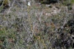 Drosera pallida