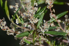 Trymalium ledifolium