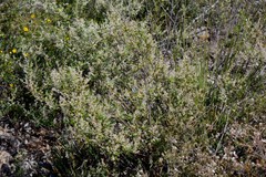 Trymalium ledifolium