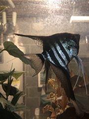 Pterophyllum