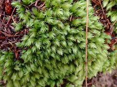Leucobryum javense