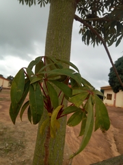 Rhodognaphalon brevicuspe