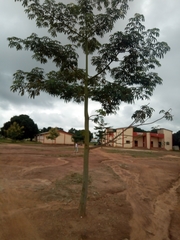 Rhodognaphalon brevicuspe