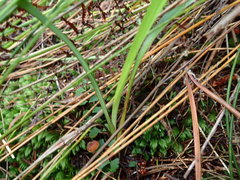 Dianella nigra