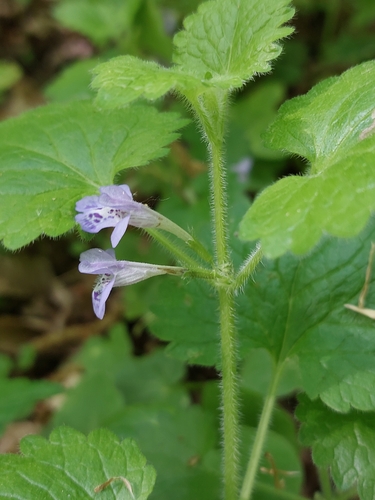 Image of Glechoma hirsuta by (c) Mykola Borysenko, some rights reserved (CC BY)