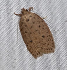 Garrha atripunctatella