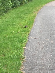 Turdus merula