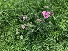 Achillea millefolium