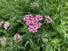 Achillea millefolium