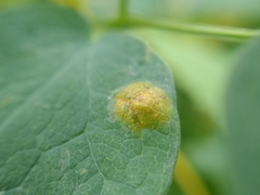 Puccinia recondita