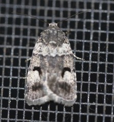 Thoracolopha flexirena