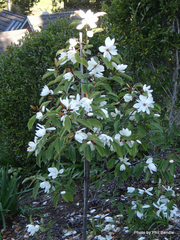Magnolia doltsopa