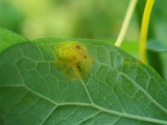 Puccinia recondita
