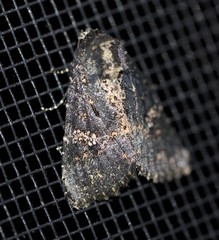 Condica dolorosa