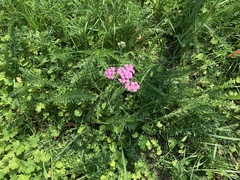Achillea millefolium