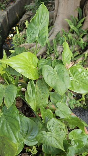 Alocasia cucullata