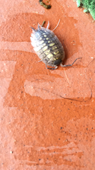 Porcellio spinicornis