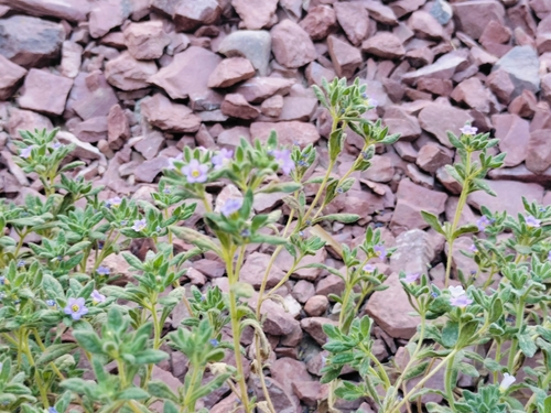 Image of Nama hispida by (c) Mauricio Calderón, some rights reserved (CC BY)