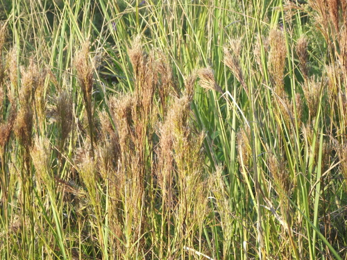 Image of Schizachyrium microstachyum by (c) Daniel Dias, some rights reserved (CC BY-SA)
