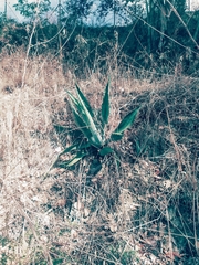 Agave salmiana