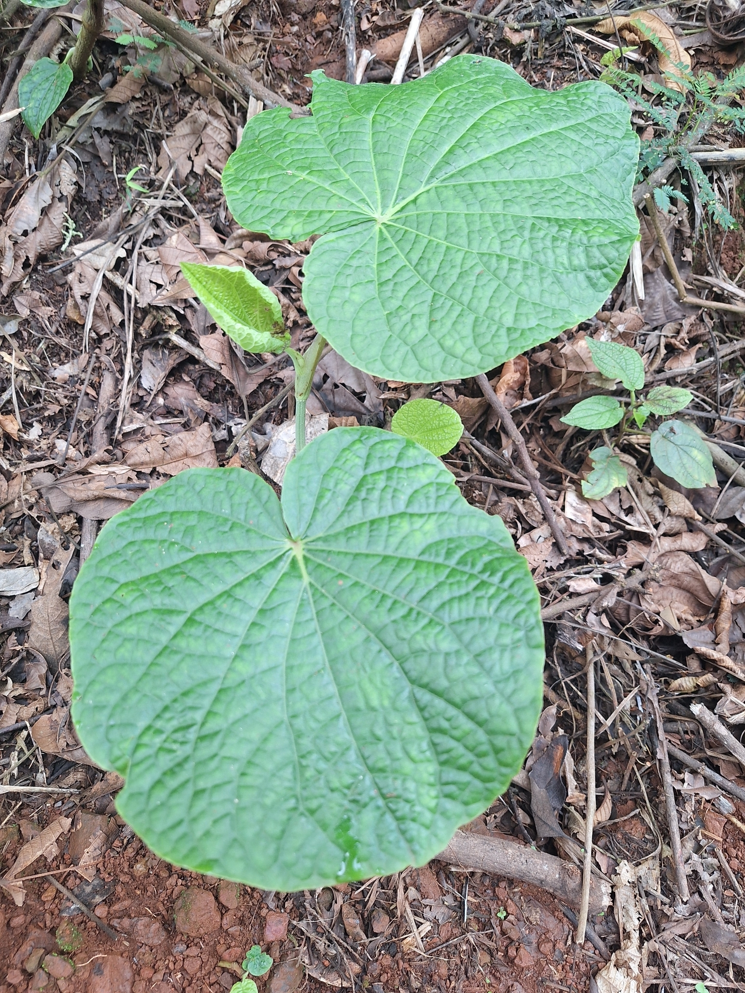 Piper umbellatum