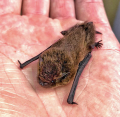 Pipistrellus nathusii